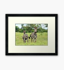 Two Plains Zebra Framed Print