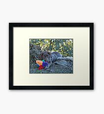 My Puppy Toys... Framed Print