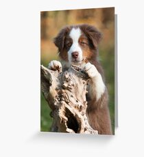 Curious Aussie Puppy Greeting Card