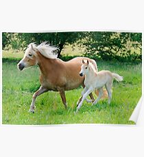 Haflinger mare with foal running Poster