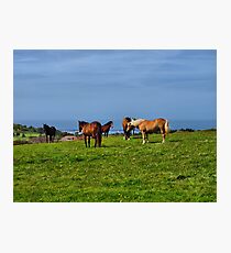 Alderney Horses Photographic Print