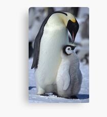 Snowhill Emperor and Chick Canvas Print