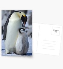 Snowhill Emperor and Chick Postcards