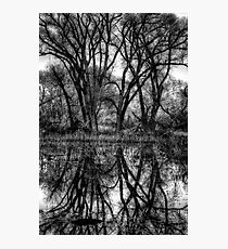 Tree Lines in Black and White Photographic Print