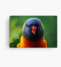 rainbow lorikeet Canvas Print