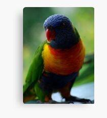 rainbow lorikeet Canvas Print