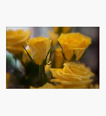 Rose Depth Photographic Print