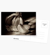 Head of garlic with cloves. Postcards