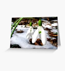 The first snowdrops Greeting Card