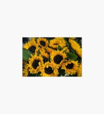 Sunflower Sensation Art Board Print