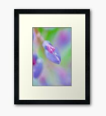 Impressionist Lupin Framed Print
