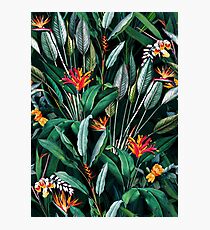 Midnight Garden V Photographic Print