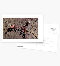 Wall Flower Postcards