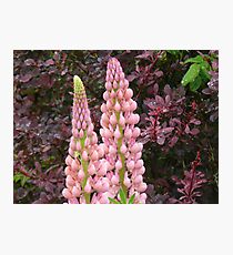 happy marriage of berberis and lupin Photographic Print