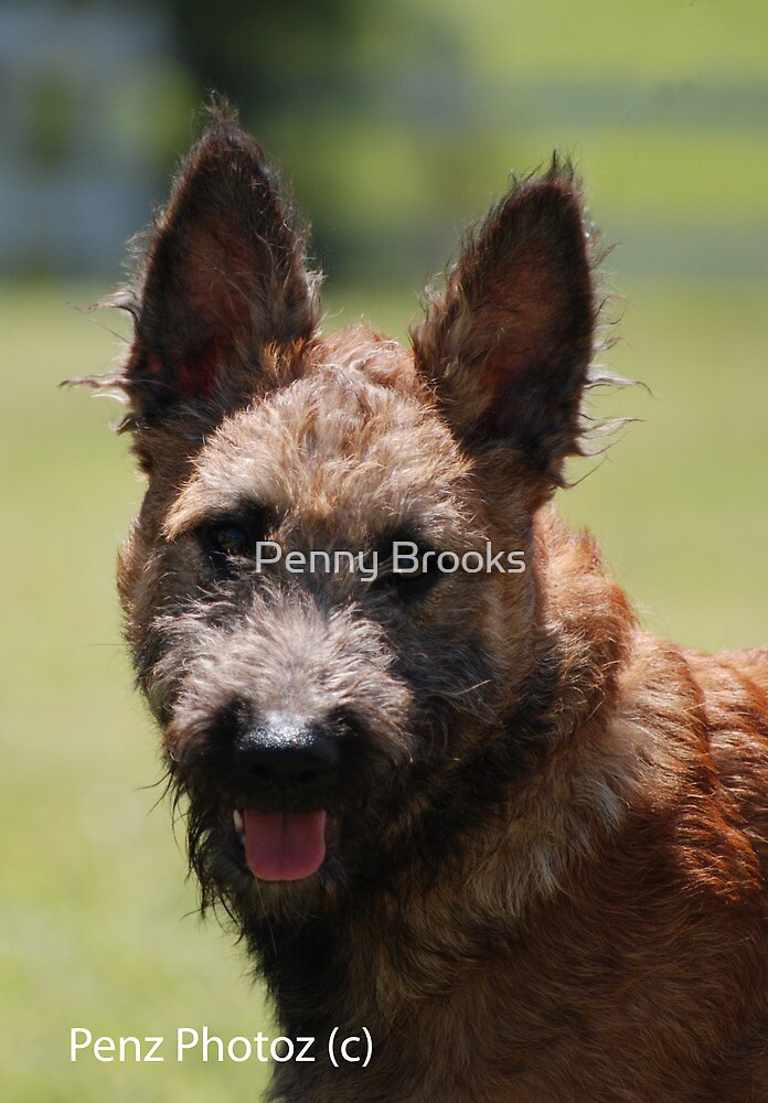 "Belgian Shepherd (Laekenois) puppy" by Penny Brooks ...
