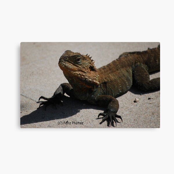 lizard Canvas Print