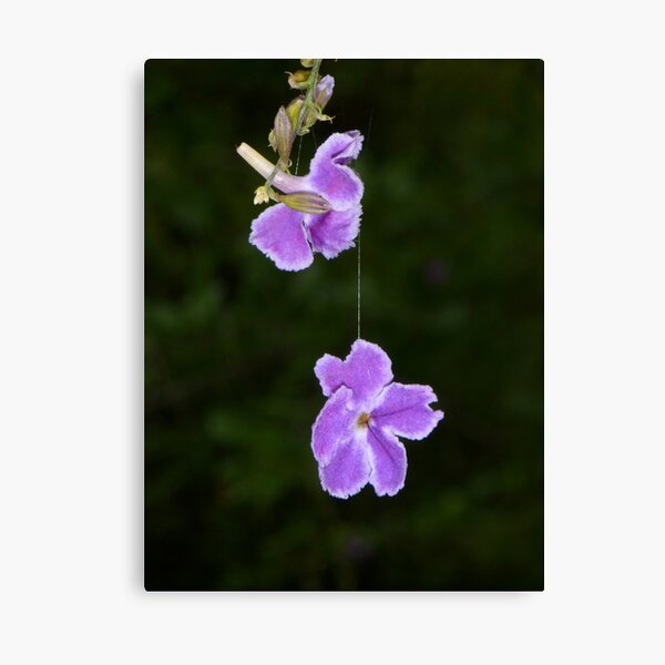 Hanging by a thread Canvas Print