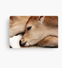 1 day old bull calf Canvas Print
