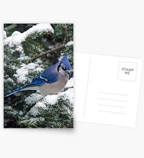 Adirondack Winter Jay Postcards