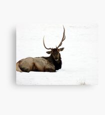 Elk Canvas Print