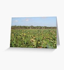 Red Lilly Lagoon - North QLD Greeting Card