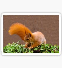 cute squirrel Sticker