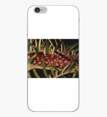 Grevillea caleyi iPhone Case
