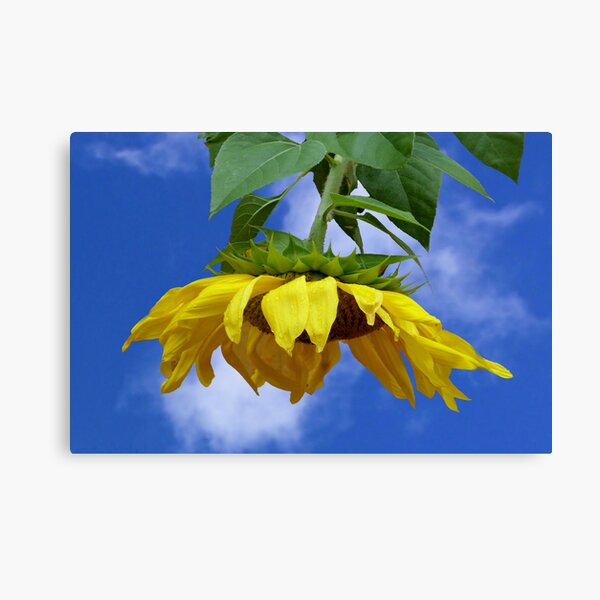 Giant Sunflower Canvas Print