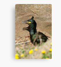 Nesting shag Canvas Print