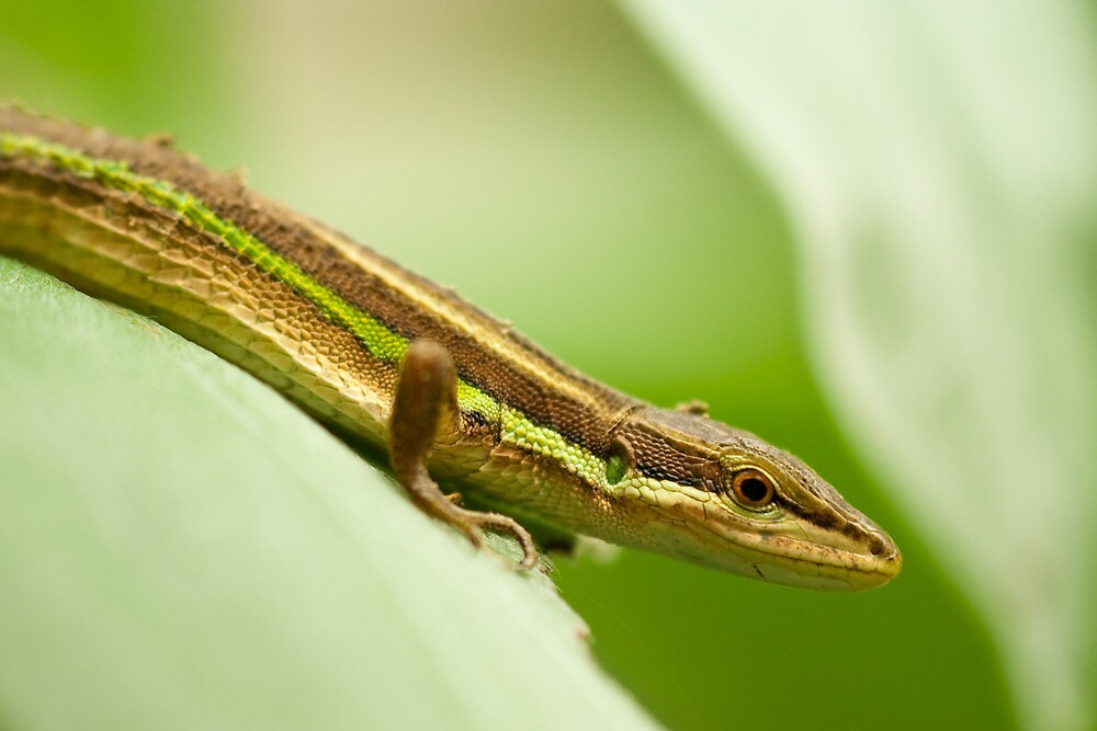 "Chinese Green Striped Lizard Profile" by taraleigh Redbubble