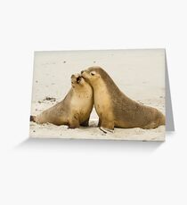 Duelling Australian Sea Lions Greeting Card
