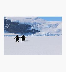 Adelie Penguins in Antarctica, 22 Photographic Print