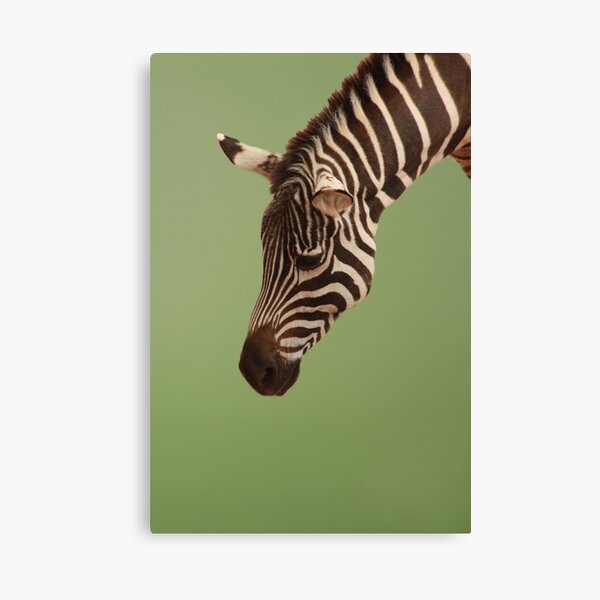 Zebra Canvas Print