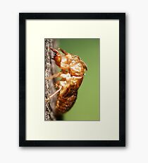 Shell of a Former Self Framed Print