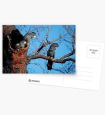 Family of Cockatoos Postcards