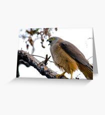 Goshawk preparing to swoop Greeting Card