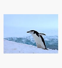 Chinstrap penguin in Antarctica, 4 Photographic Print