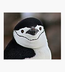 Chinstrap penguin in Antarctica, Hollywood Headshot 18 Photographic Print