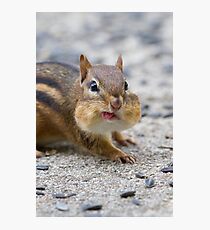 Funny Chipmunk Photographic Print