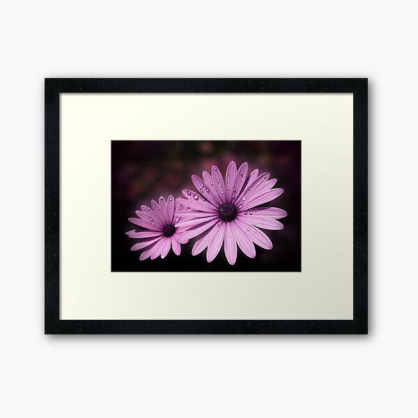 DEW DROPS ON DAISIES Framed Art Print