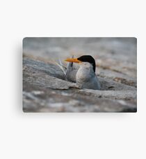 Untitled Canvas Print