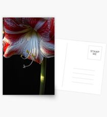Amarillis In Bloom Postcards