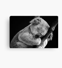 Wake Me Later - Sleeping Koala Canvas Print