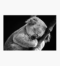 Wake Me Later - Sleeping Koala Photographic Print