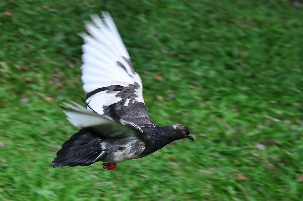 "Grey Pigeon with White Wing Tips Flying Fast" by streetraven Redbubble