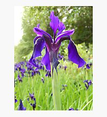 purply blue iris - Royal Botanic Gardens Edinburgh Photographic Print