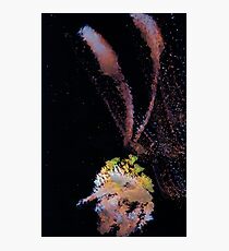WDV - 799 - Arthur Photographic Print
