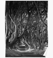 Dark Hedges, Co. Antrim, N. Ireland Poster