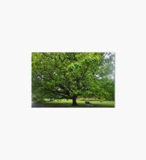 Park Tree Art Board
