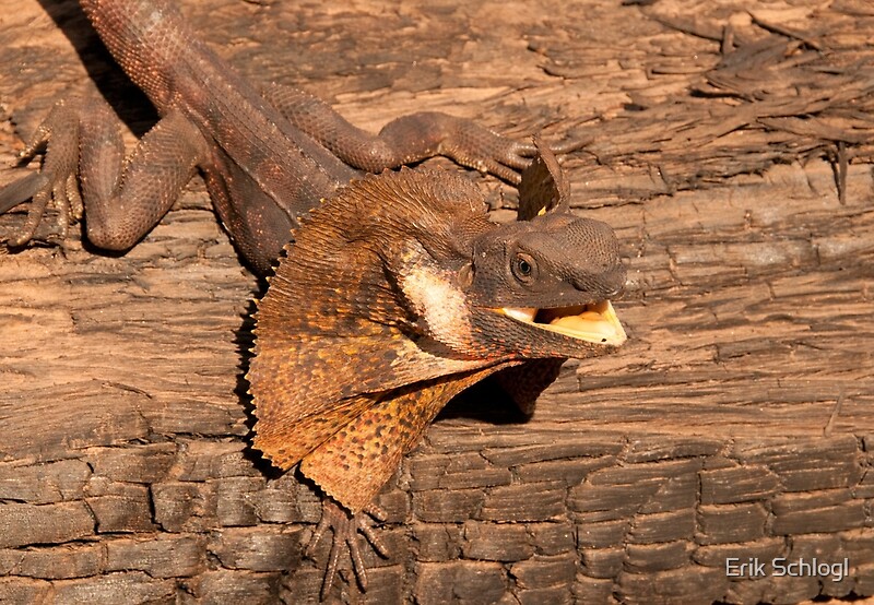 "Frillnecked Lizard, Northern Territory, Australia" by Erik Schlogl